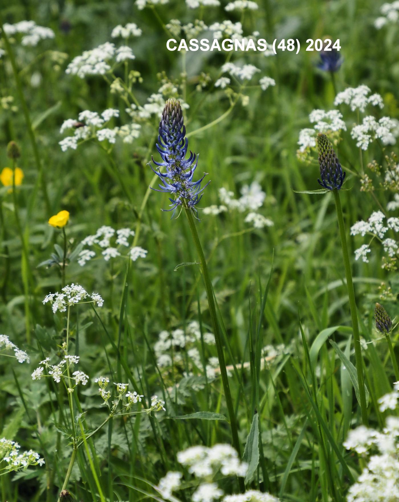 Rampion, Spiked plant